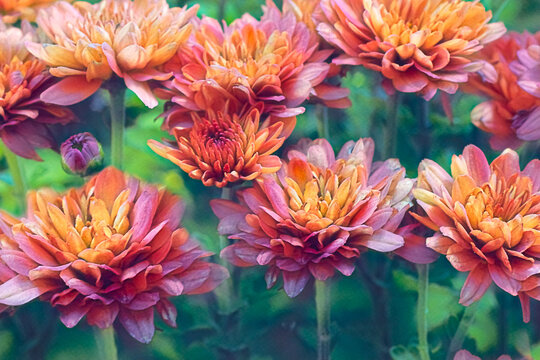 Mums are fall favorite flowers