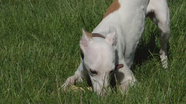 Whippet lying in the grass on a green meadow with toy