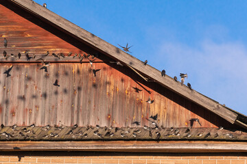 Swallows sit a lot on the front of the house