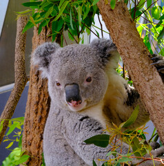 Baxter the Sleepy Koala at Sydney Zoo in Profile