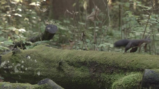 european squirrel in German forest
