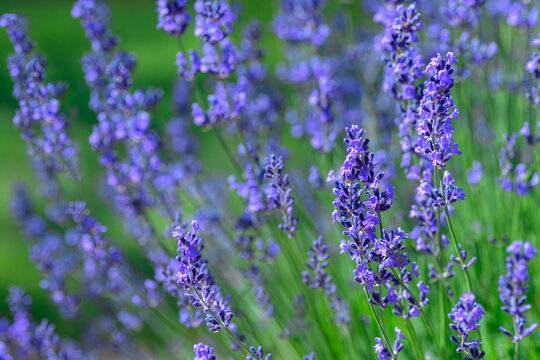Field of lavender