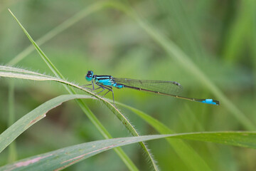 wild dragonfly