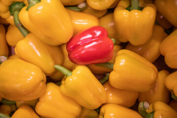 one red pepper in group of yellow peppers