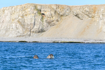 Group of walrus resting on the shore of Arctic sea.