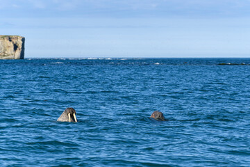 Fototapeta premium Group of walrus resting on the shore of Arctic sea.