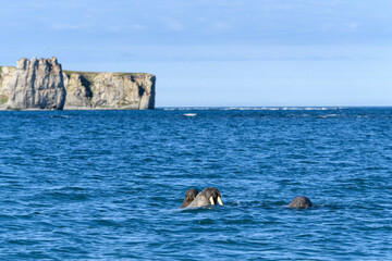 Fototapeta premium Group of walrus resting on the shore of Arctic sea.