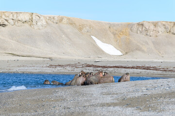 Walrus family lying on the shore. Arctic landscape.
