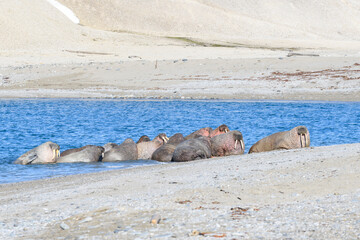 Walrus family lying on the shore. Arctic landscape.