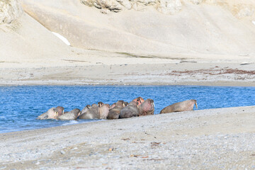 Walrus family lying on the shore. Arctic landscape.