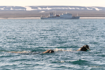 Group of walrus swimming at Arctic sea with cruise ship in background.