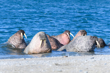 Walrus family lying on the shore. Arctic landscape.