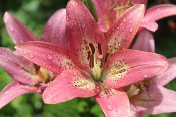 Lilium Lilia