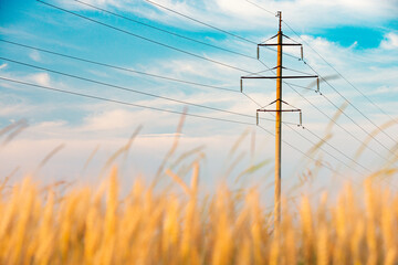 Summer field of wheat with power line - Powered by Adobe
