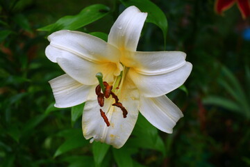 Fototapeta premium Lilium Lilia