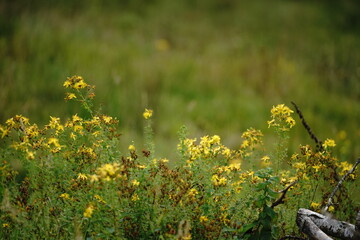 Flora mit blühenden Gräsern ein einem Schutzgebiet oder Reservat