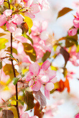 Springtime garden nature wallpaper. Pink flowers fruit tree branch macro view. Beautiful spring blossom purple violet petals flowers. Selective focus.