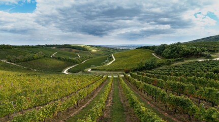 Villany wine region in Hungary aerial landscape