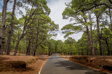 Summer landscape. Pine forest in El Pinar. El Hierro. Canary Islands. Spain