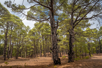 Fototapeta na wymiar Summer landscape. Pine forest in El Pinar. El Hierro. Canary Islands. Spain