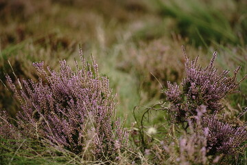 Heidekraut, Trupbacher Heide mit blühenden Pflanzen, Calluna vulgaris