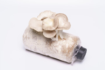 Oyster mushroom grow from cultivation isolated over white background. Selective focus