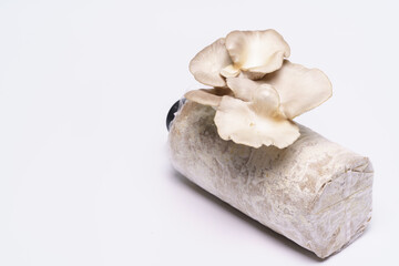 Oyster mushroom grow from cultivation isolated over white background. Selective focus
