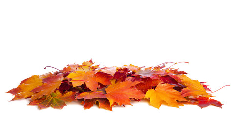 Heap of colorful Maple leaves isolated on white background - 458979595