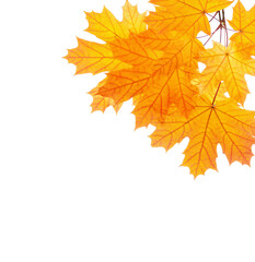 Fototapeta na wymiar Colorful orange Maple leaves isolated on white background.