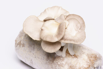 Fototapeta na wymiar Oyster mushroom grow from cultivation isolated over white background