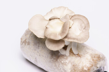 Oyster mushroom grow from cultivation isolated over white background. Selective focus