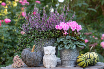 Herbst-Gartendekoration mit pink Alpenveilchen und Heidekraut und Kürbissen