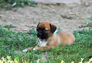 puppy in a grass