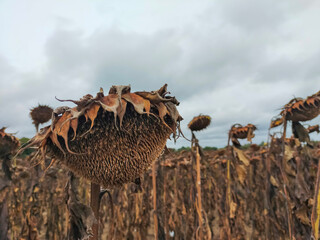 Dried ripe sunflower on a sunflower field in anticipation of the harvest, field crops and beautiful sky. Agriculture.
