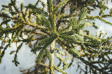 A branch of spruce in winter. Pine needles in the winter forest.