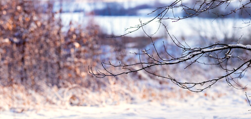 Snow-covered tree branch in the forest near the river on a blurred background