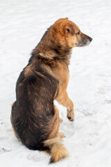 Big brown dog in the winter sitting in the snow