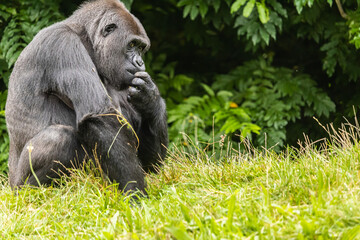Black furry big gorilla on the grassy field in the zoo