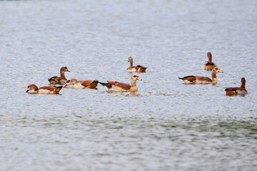 Egyptian geese Swimming in a lake in Germany (Alopochen aegyptiaca)	