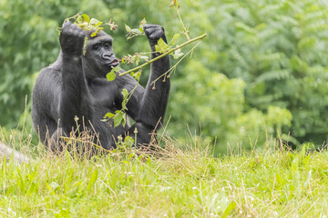 Black furry big gorilla on the grassy field in the zoo