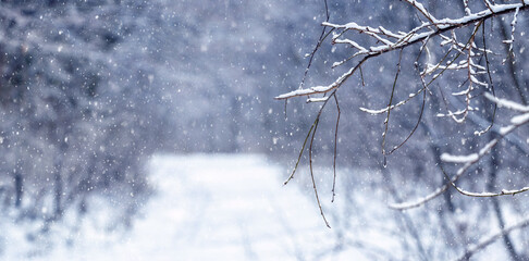 Winter forest during snowfall. It is snowing in the winter forest. Snow-covered tree branch