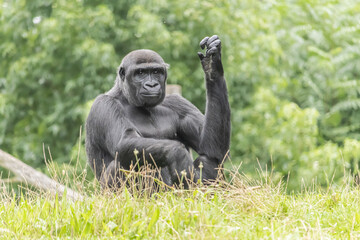 Black furry big gorilla on the grassy field in the zoo
