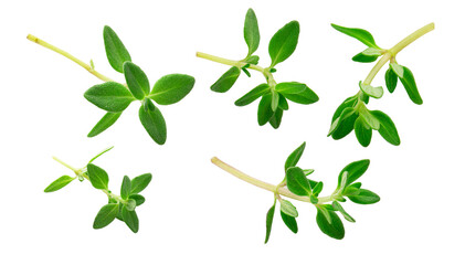 sprig of thyme isolated on white background