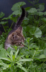 A small gray kitten sits in the green grass. Close-up. Copyspace.
