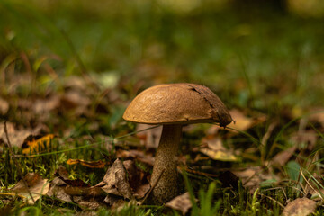 Fototapeta premium Edible little mushroom boletus in the autumn forest on a blurred background.
