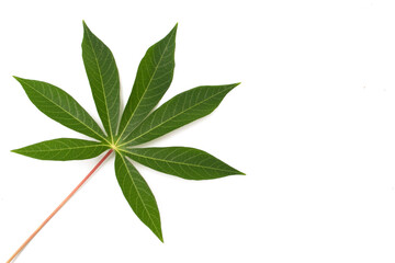 Obraz premium green leaves on a white background