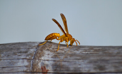 Bee In Predator Mode