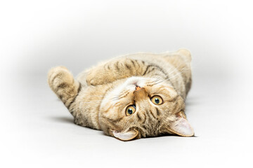 Playing Kitten in studio 2