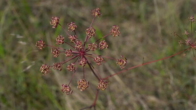 Cow Parsley in slight breeze, seeds (Anthriscus sylvestris) - (4K)