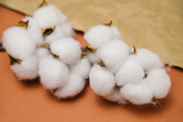 A branch with white fluffy cotton flowers lies on a beige crumpled background.